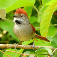 Sooty-fronted Spinetail